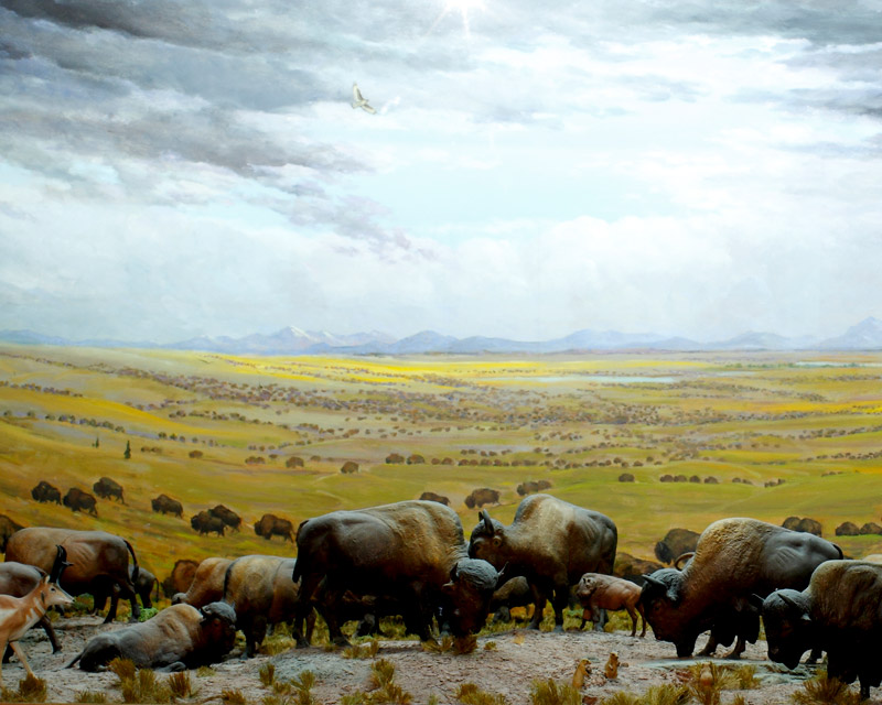 Bison graze in Great Plains, which depicts the Great Plains of the United States before westward expansion.