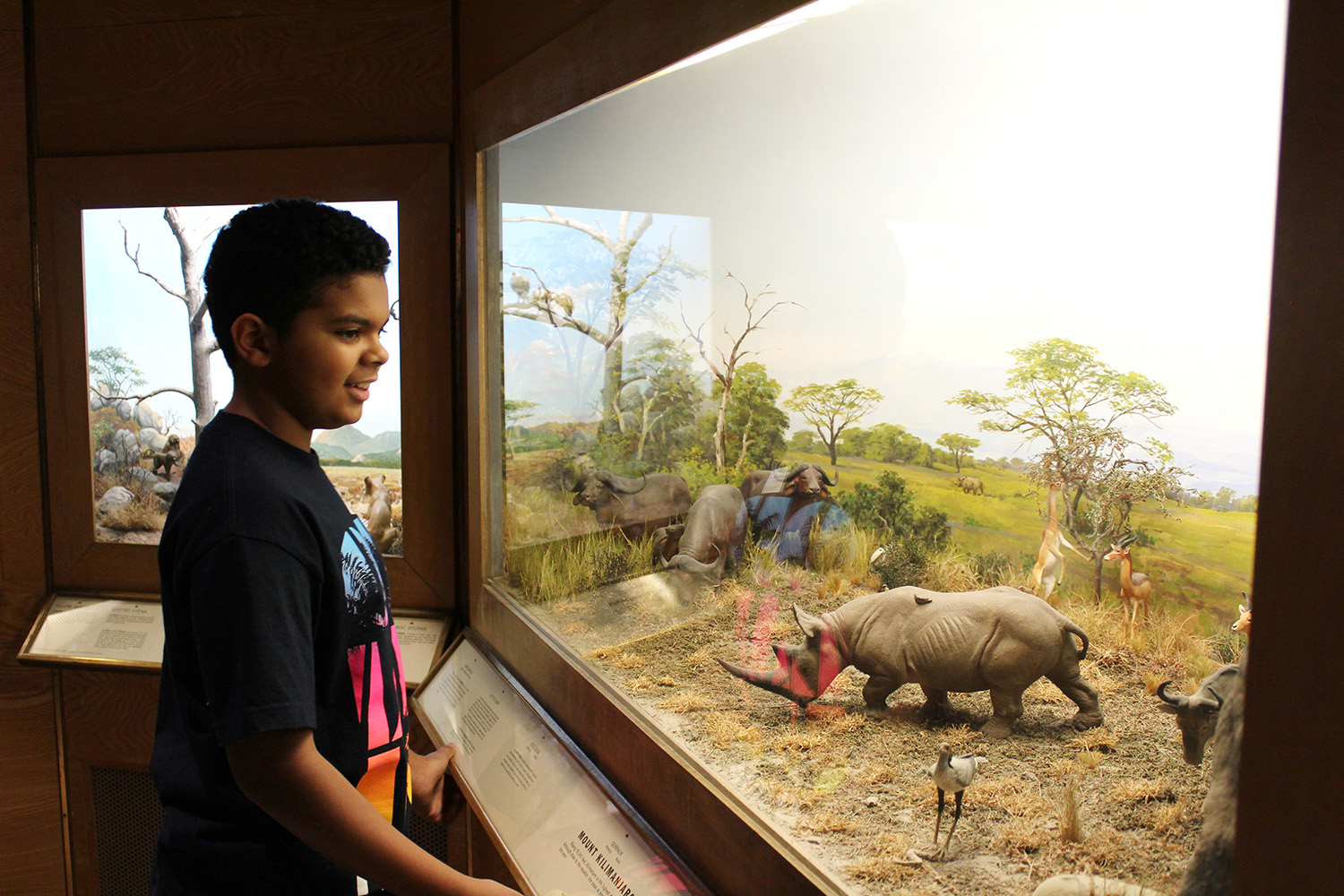 A young visitor enjoys African Watering Hole in Animals of the World in Miniature at the Berkshire Museum.