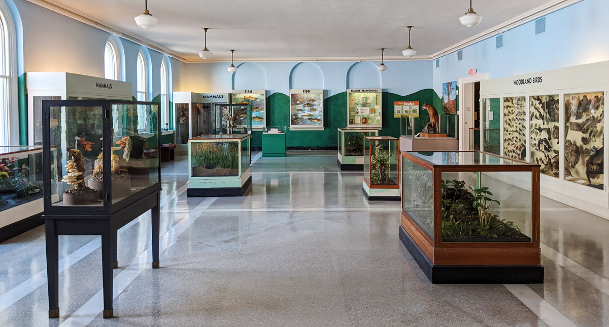 Berkshire Museum’s Berkshire Backyard exhibition creates opportunities for visitors to encounter and learn about native wildlife with its collection of preserved specimens you won’t find anywhere else.