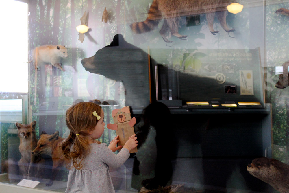 A young child compares her DIY bear puppet with a black bear on view in Berkshire Backyard.