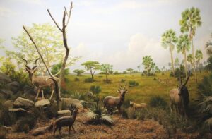 Diorama featuring animals in South Africa. 