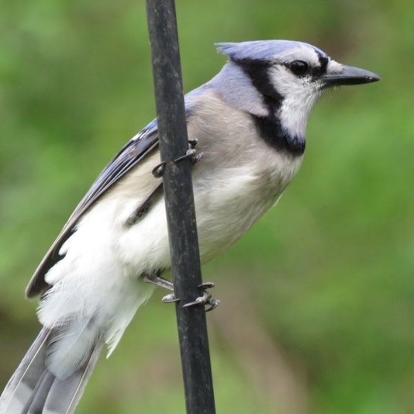 A bird on a branch.