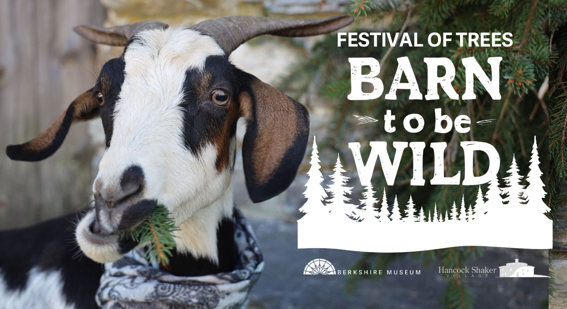 A goat eating a pine tree branch.