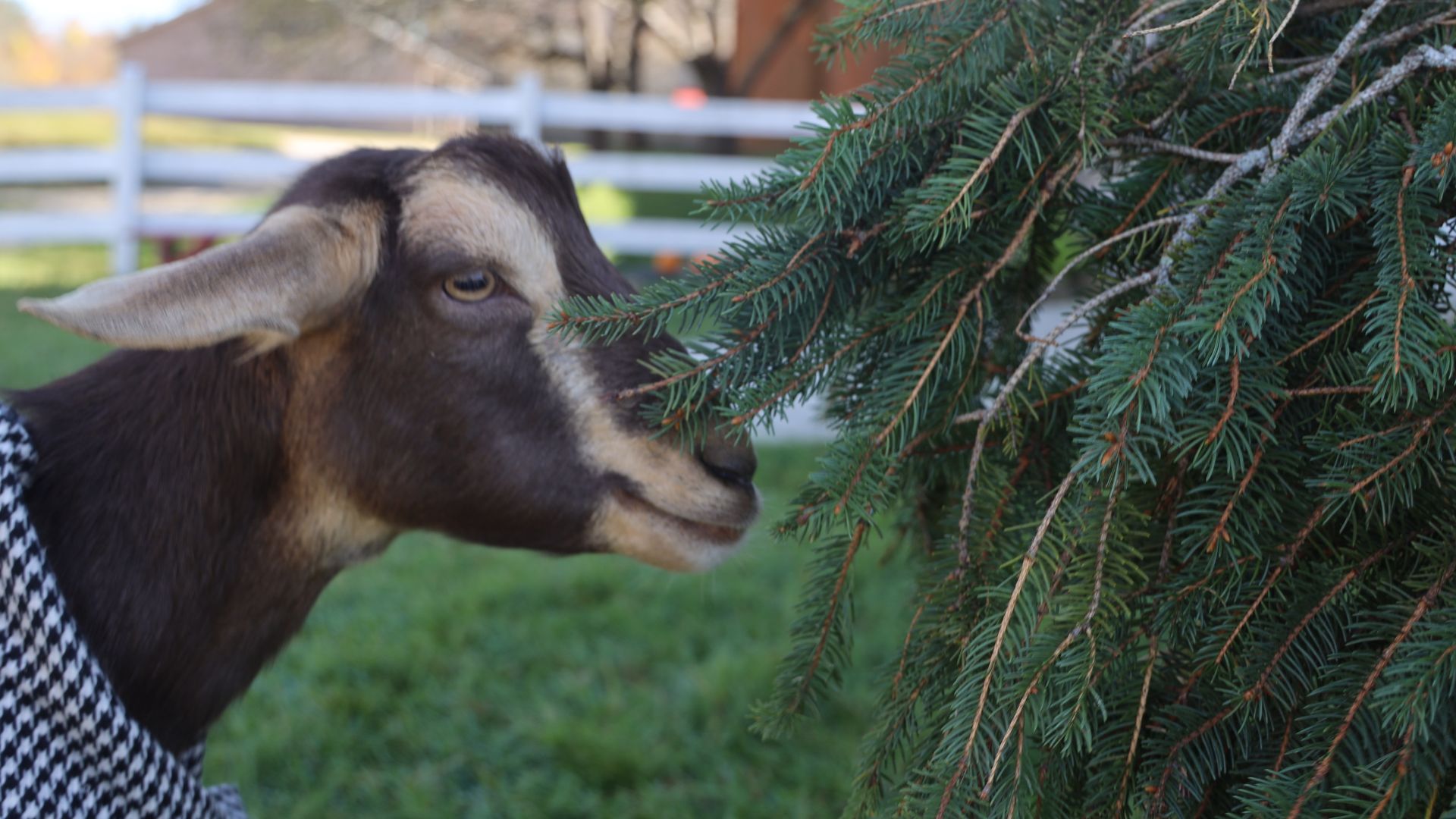 Tiny goat standing next to a tree.